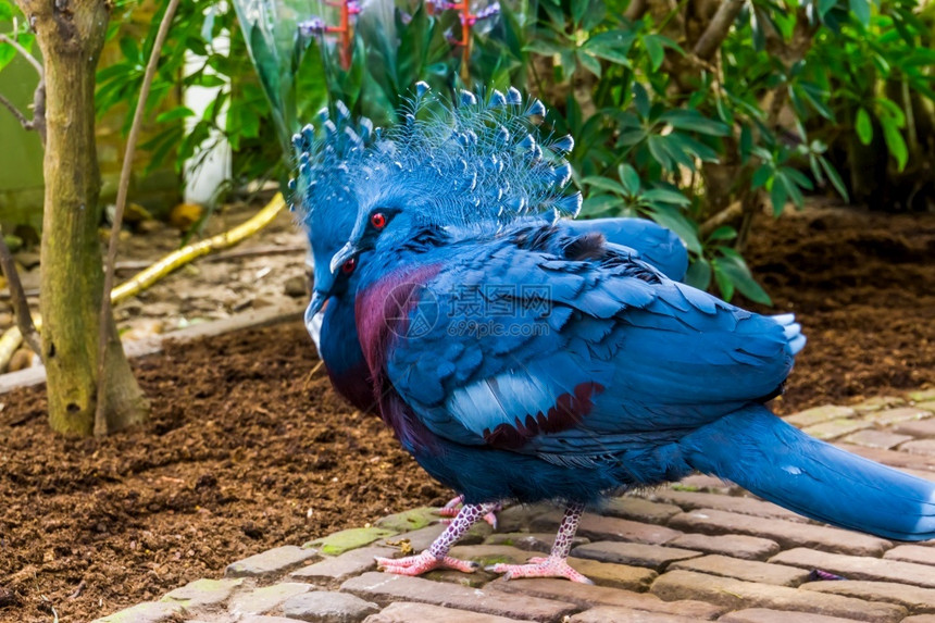 鸟舍丰富多彩的蓝色来自新麦地那近受威胁鸟种的热带和多彩鸟类亚历山苏姬卡登鸽子夫妇图片