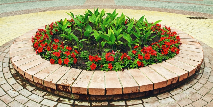 植物群街上花床有鲜的明亮赤红生动图片