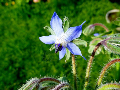 琉璃苣星花紫草科菜园植物天然产琉璃苣紫草科Borretsch草本调味料绿色背景图片