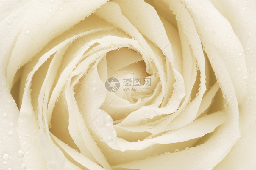 白玫瑰花瓣特写图片