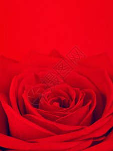 园艺红玫瑰花同一颜色背景的红玫瑰花大礼物背景图片