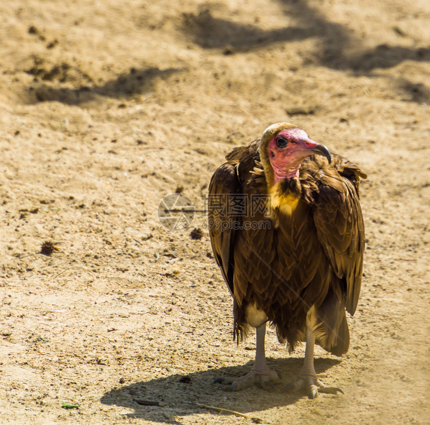 红色的棕女来自非洲沙漠的热带拾荒鸟严重濒危动物种群一只非常危险的禽类鸟图片