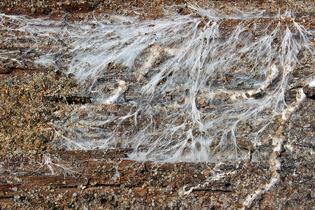 纤维孢子虫木材陈年高清图片