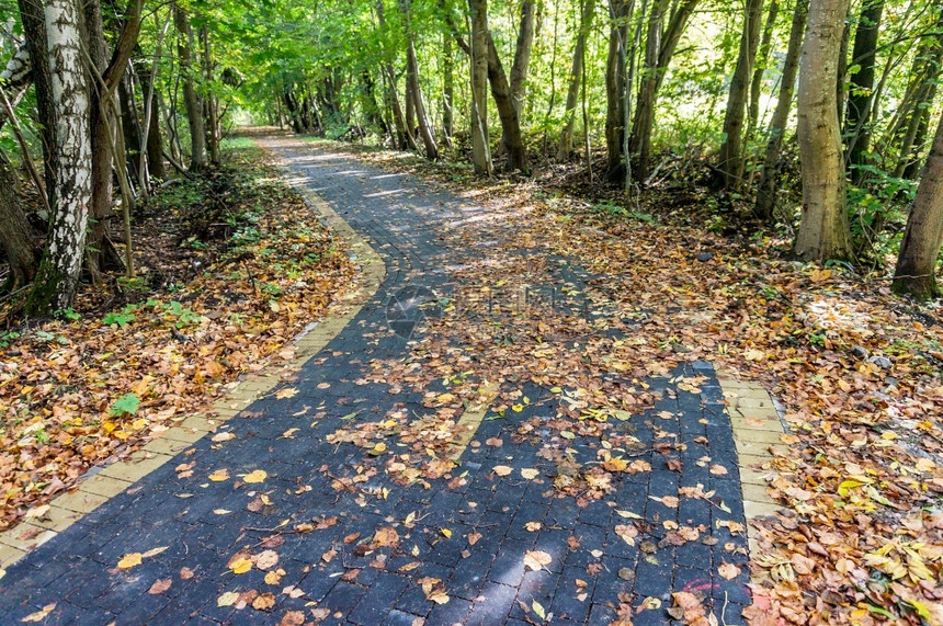 喜怒无常转动黄色的自行车道转弯秋季公园里的一条废弃道路秋天森林自行车道的转弯图片