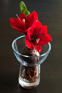 津斯坦根花的紧贴着红色马哈丽丝深底玻璃花瓶里有灯泡和根明亮的春天背景