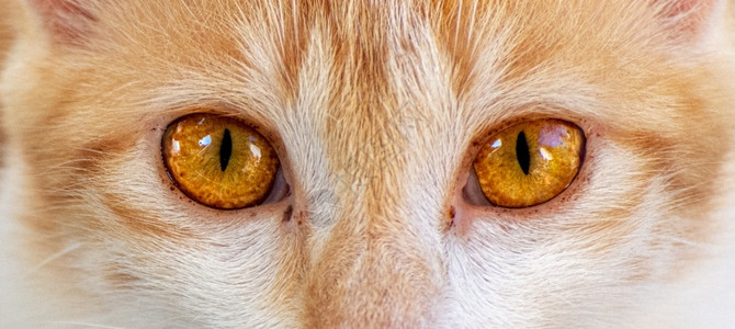 猫咪的眼睛特写图片