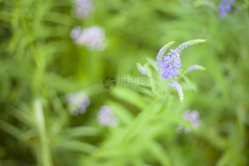 精美温柔的春花背景以柔软的焦点进行切合infoplain重点郁葱田园诗般的图片