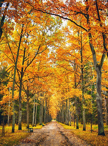 秋天公园里的小巷图片