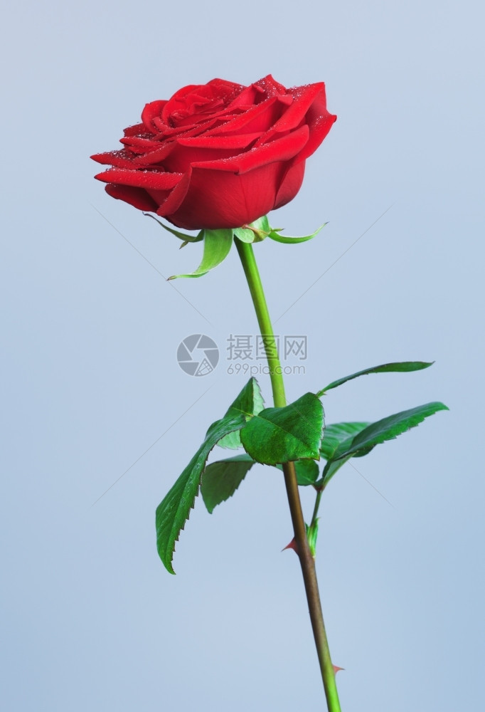 蓝色背景的单红玫瑰花象征自然美丽图片
