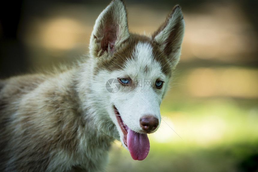 可爱的蓝眼睛西比莉亚哈斯基小狗玩耍到处看毛皮冒险秋天图片