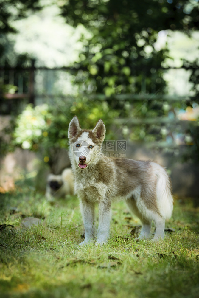 美丽的华可爱蓝眼睛西比莉亚哈斯基小狗玩耍到处看狼图片