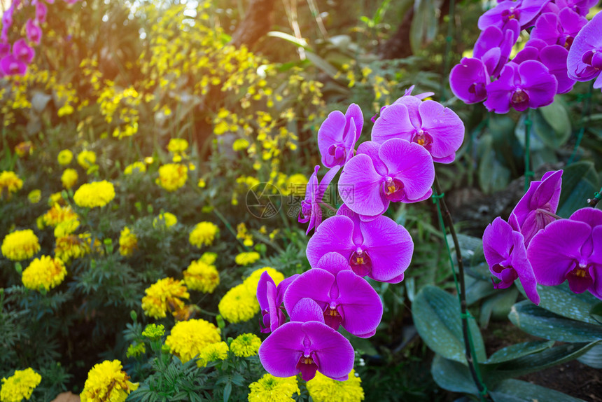 美丽的兰花在泰国热带的限制中被发现场地兰科春天图片