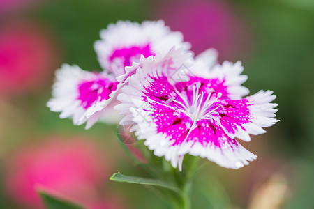 白色花朵康乃馨康乃馨彩虹花园中粉红色DianthusChinensis鲜花的关闭用作农业中的插图紫色背景