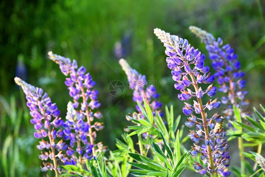 花束晴天装饰美丽紫色花朵日落时的草地自然色彩多的背景图片