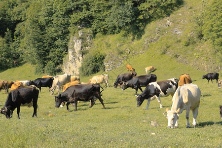 牧场在夏季草地上站着的奶牛宁静安详图片