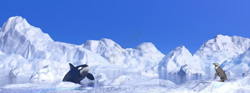 极外部霜在美丽的一天前企鹅和美洲豹在冰山之间相会图片