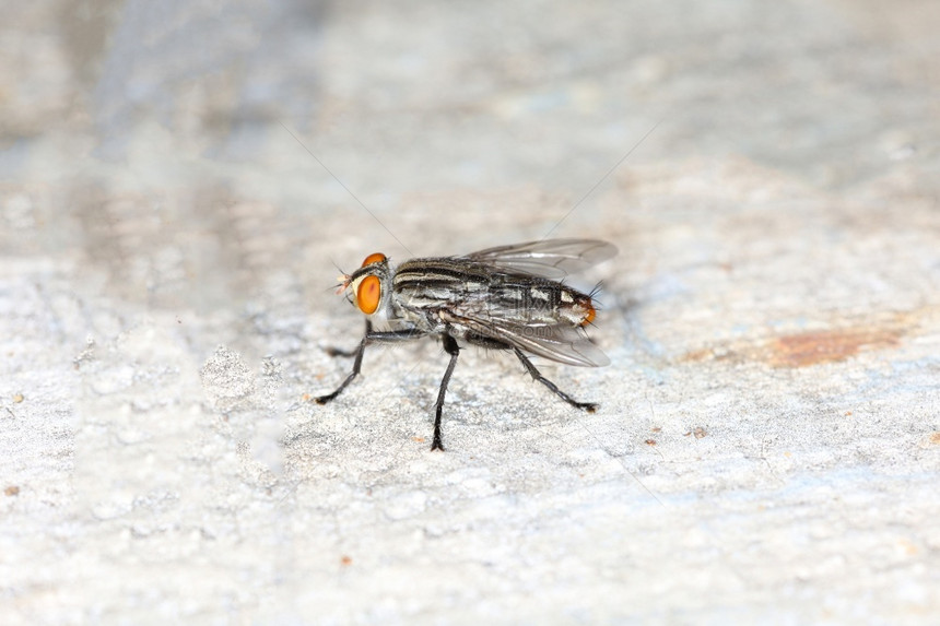 生动关闭室内苍蝇昆虫是泰国水泥地板上美丽的虫荒野长鼻图片