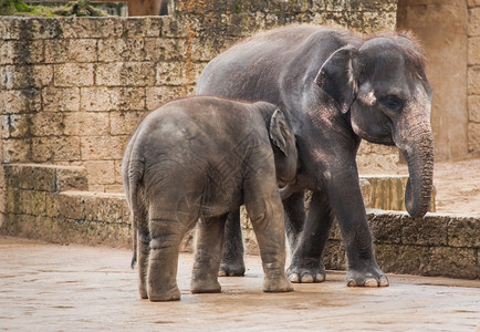 亚洲女动物生命喂养大象小牛生活自然奶图片