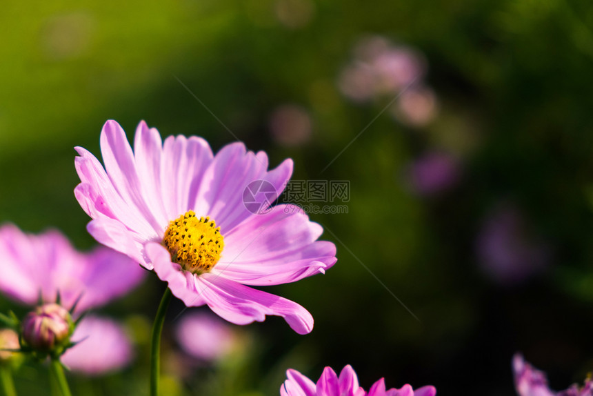 绽放植物学漂亮的清晨花园中美丽粉色墨西哥阿斯特图片