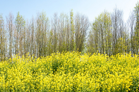 弗利特兰登季节菜籽油高清图片