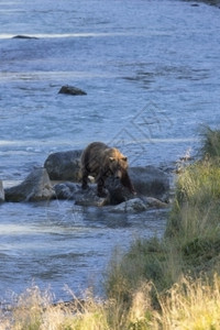 海因斯的Chilkotoot河水中岩石上行走的棕灰熊自然远视方可见阿拉斯加垂直图像带有复制空间展示了安全的野生动物观视距离约瑟夫背景图片
