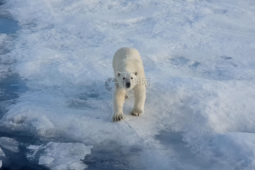 海毛皮物种浮冰上的北极熊捕食者熊浮冰上的北极熊图片
