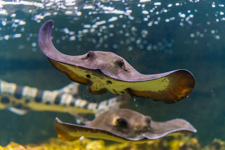 帕斯蒂斯水族馆黄貂鱼高清图片