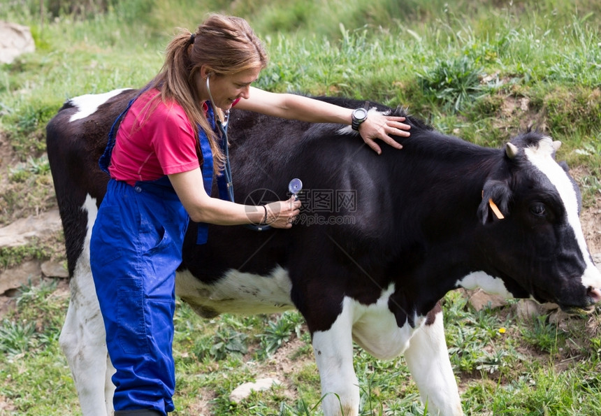 兽医在牧场给奶牛治疗图片