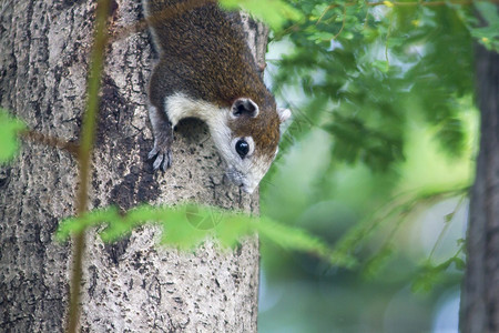 泰国有趣的松鼠爬上了树人们图片
