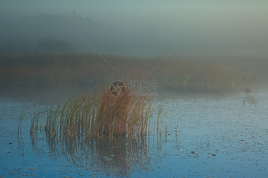 深秋雾笼罩着一个中森林湖10月黎明时有一大堆草秋冬风景的地势很暗水自然芦苇图片