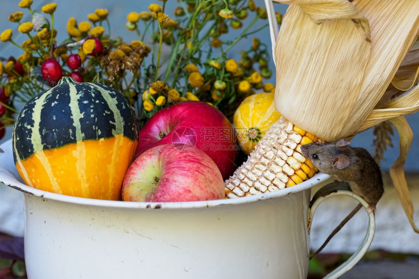食物潜伏脚丫子小老鼠从农场的秋天装饰品里咬玉米图片