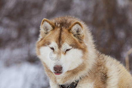 西伯利亚雪橇犬冬季为狗提供育婴室的红马美丽纯种背景