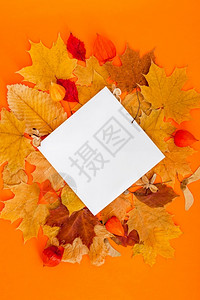 多彩秋叶中的空白纸张背景图片