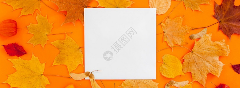 秋叶中的空白纸张图片