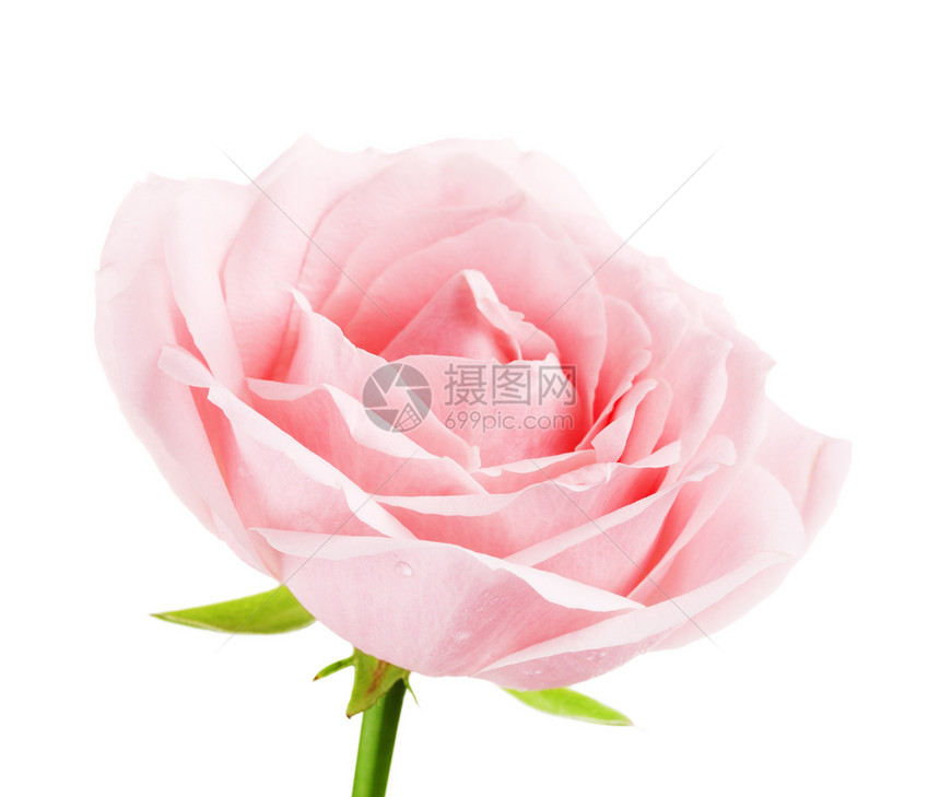 单粉红玫瑰花在白色背景上与世隔绝白色的爱粉图片