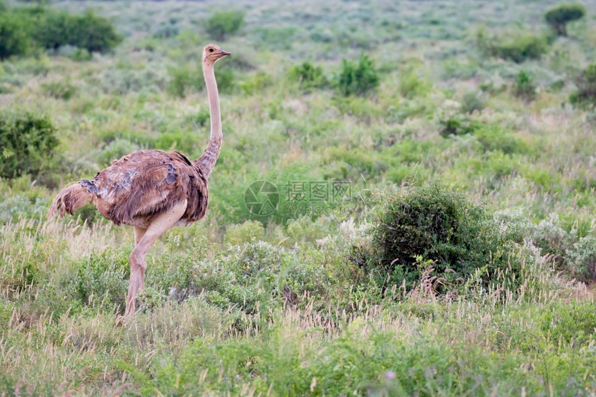 一只食人雌鸟站在草地上有很多绿色植物一只食人雌鸟站在草地上景观坦桑尼亚步行图片