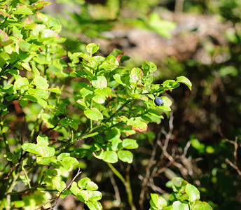 叶子未开垦美味的在一片阳光明媚的森林里一片灌木丛蓝莓中图片