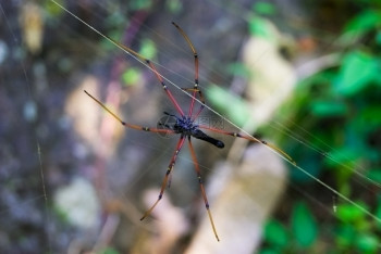 球体大型热带蜘蛛网中黑白金球捕食者危险的图片