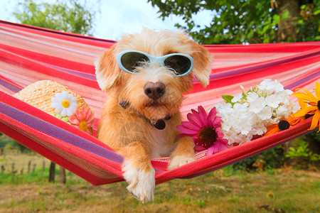 品种自然景观度假的有趣狗在吊床西面的太阳眼镜头和花高清图片
