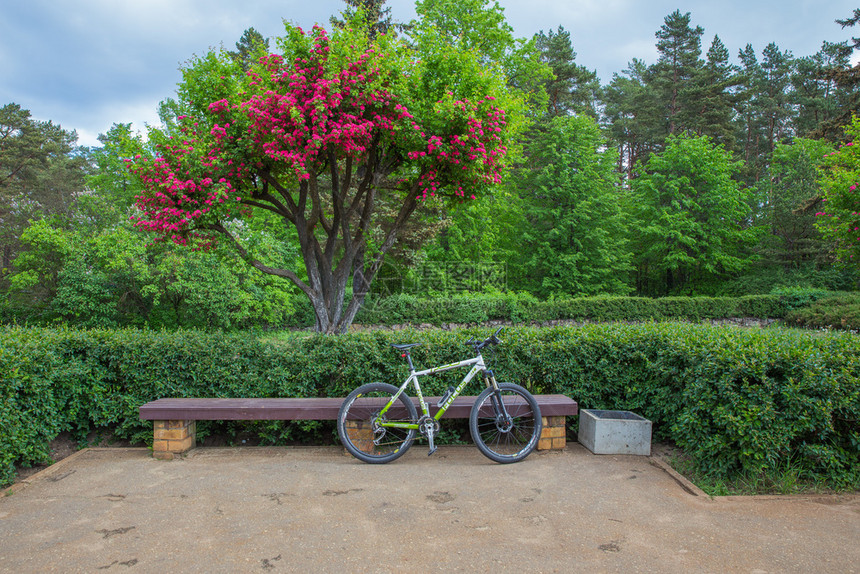 拉脱维亚语美丽的粉色城市Jurmalala拉脱维亚Jurmala市城街道与开花树和自行车一起观望图片