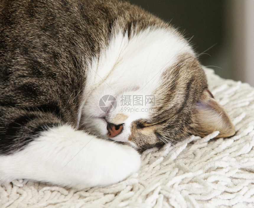 白色地毯上睡觉的猫咪图片