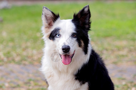 卡尼诺西伯利亚公园里眼睛颜色不同的漂亮狗一种高清图片