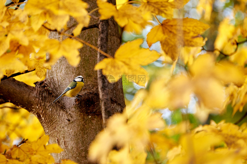 秋天金色的树叶图片