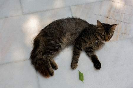 躺在街上的流浪猫图片