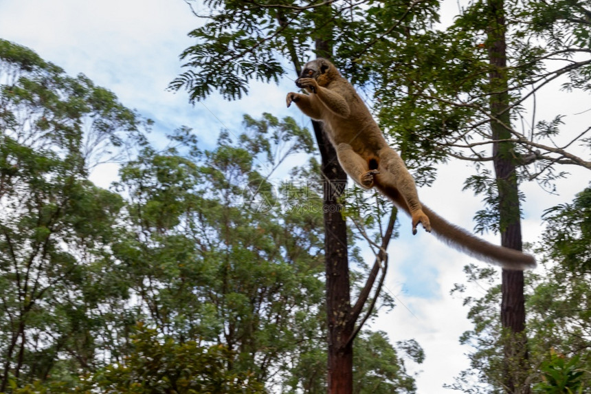 红色的一种动物学树上雨林中的狐猴从树跳到雨林上的狐猴从跳到图片