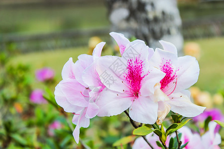 杜鹃花白色花朵一种美丽的白色明光粉红花冬季在植物园的开花泰国北部旅游景点很受欢迎这是广的旅游胜地植物学背景