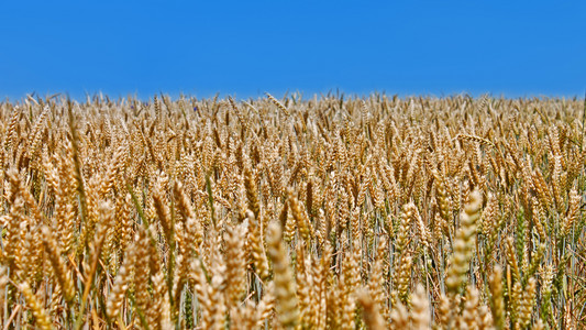 目的地夏季黄麦田对蓝天采小麦田庄稼生产图片