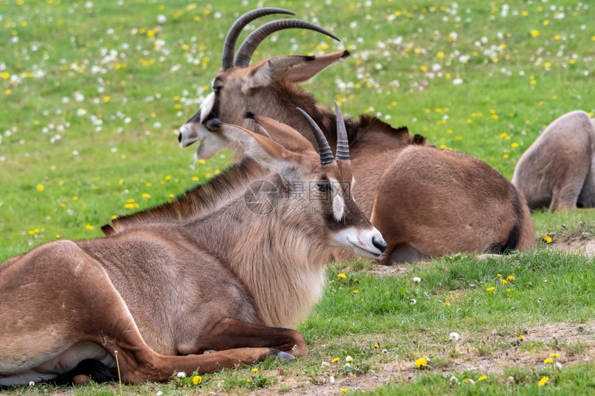 RoanantelopeHippotoragusequinus羚羊大耳朵头和鹿角详细肖像罗恩鹿茸苹果浏览器图片