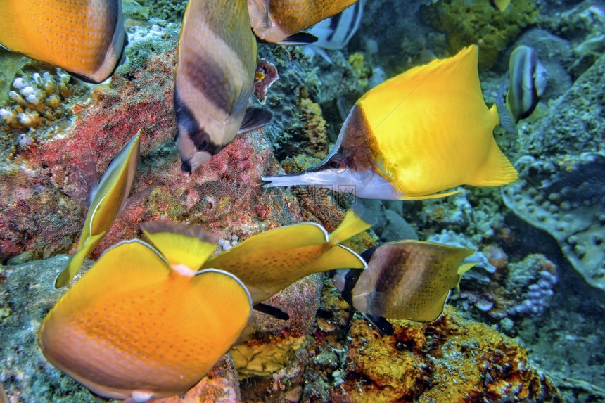 生态系统蝴蝶鱼珊瑚礁Lembeh北苏拉威西印度尼亚洲环境生物图片