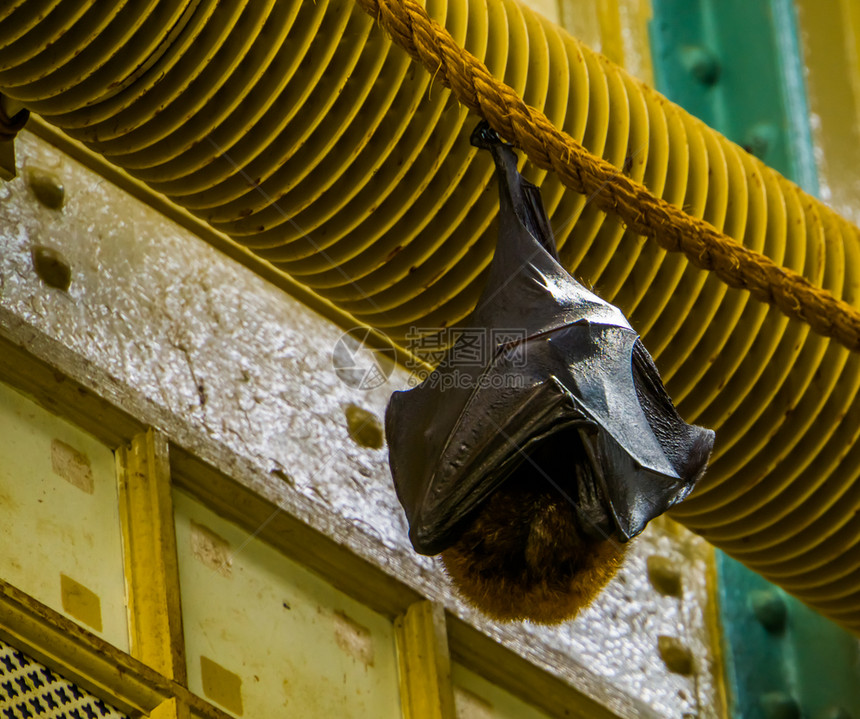 万圣节休息热带巨型蝙蝠来自非洲的濒危动物种群等热带特大蝙蝠来自非洲的濒危动物种类夜图片